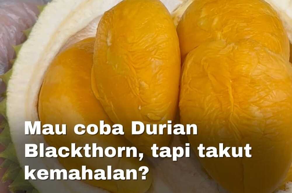 Mengenal Lebih Dekat Ragam Durian Unggulan di Dunia: Dari Musang King hingga Black Thorn