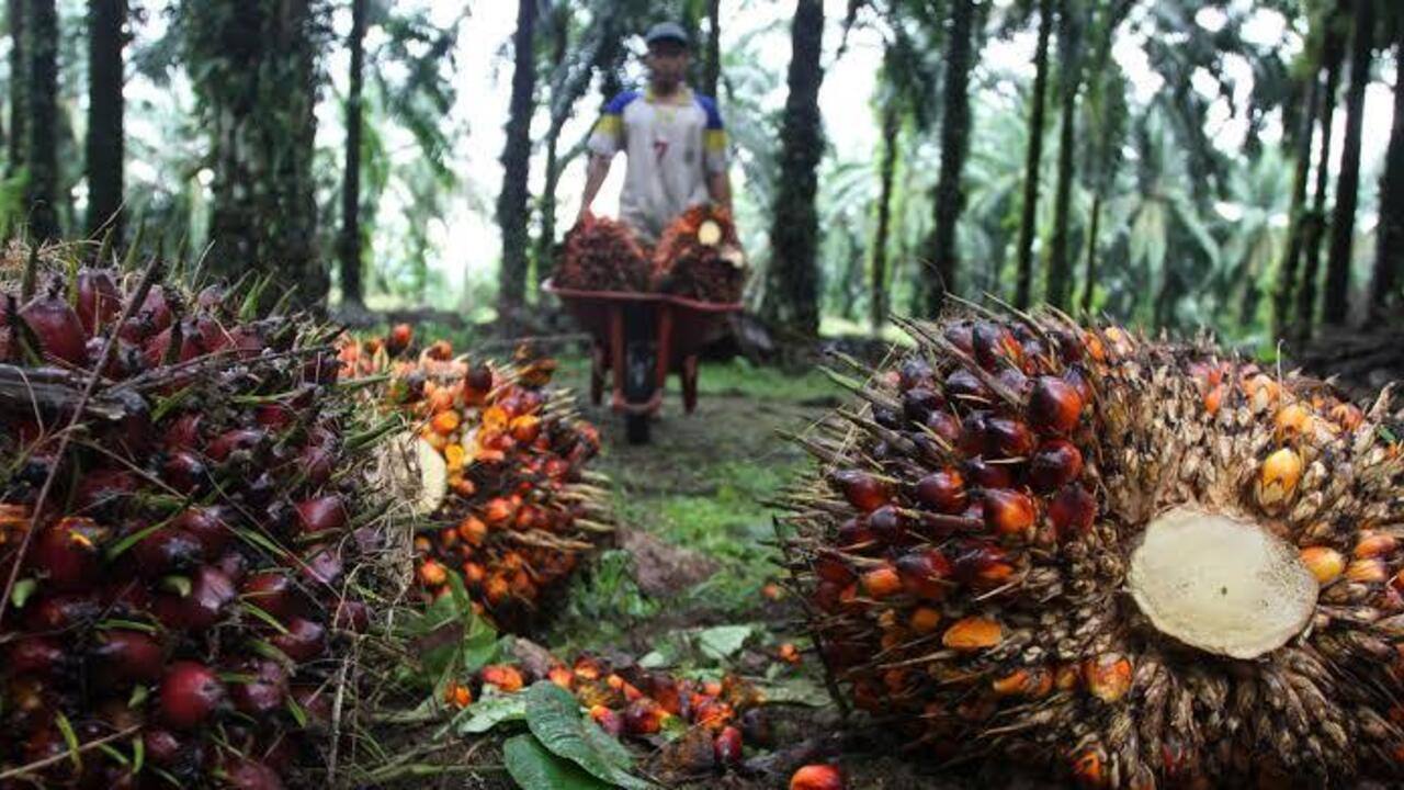 Harga TBS Sawit di OKU Naik Rp450 Perkg