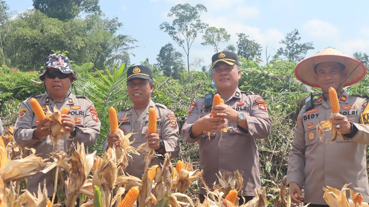 Dukung Ketahanan Pangan, Polsek Sungai Keruh Panen Jagung