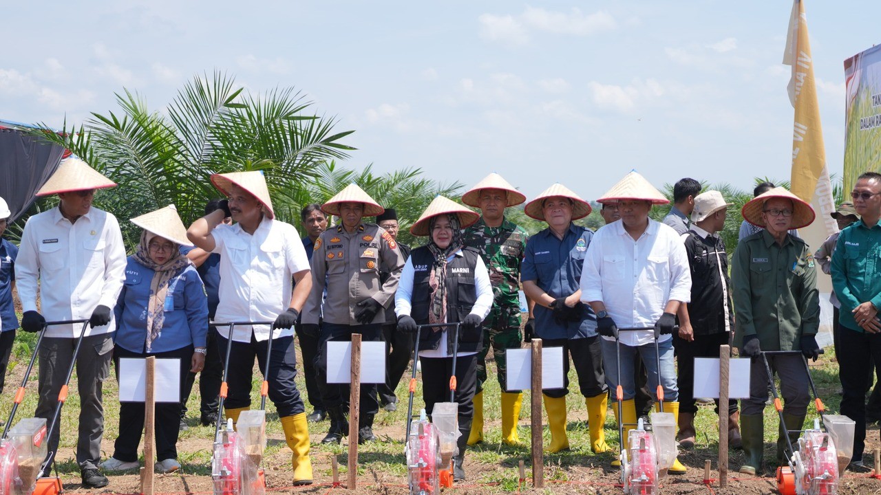 Dorong Swasembada Pangan, Tanam Padi Gogo di Lahan Sawit
