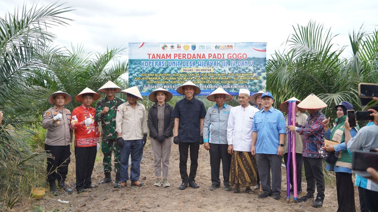 Petani Sawit OKI Manfaatkan 778 Hektare Lahan PSR untuk Tanam Padi Gogo