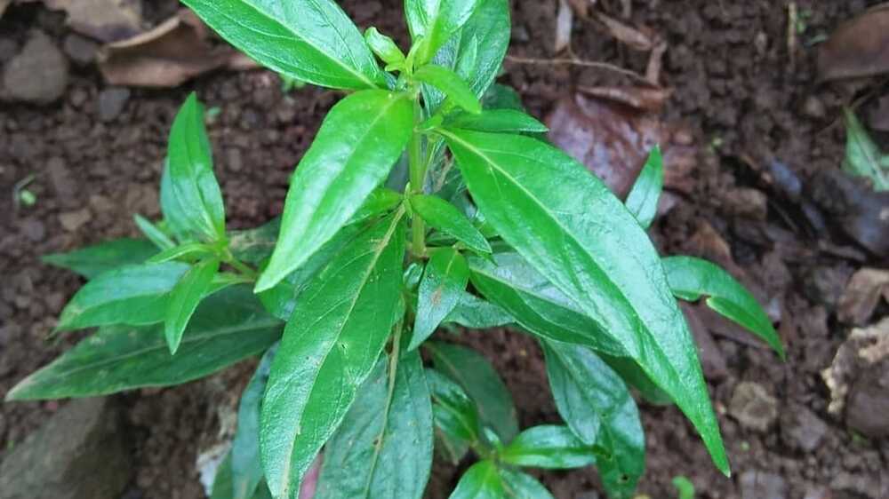 Daun Sambiloto: Keajaiban Herbal untuk Kesehatan dan Kesejahteraan Anda