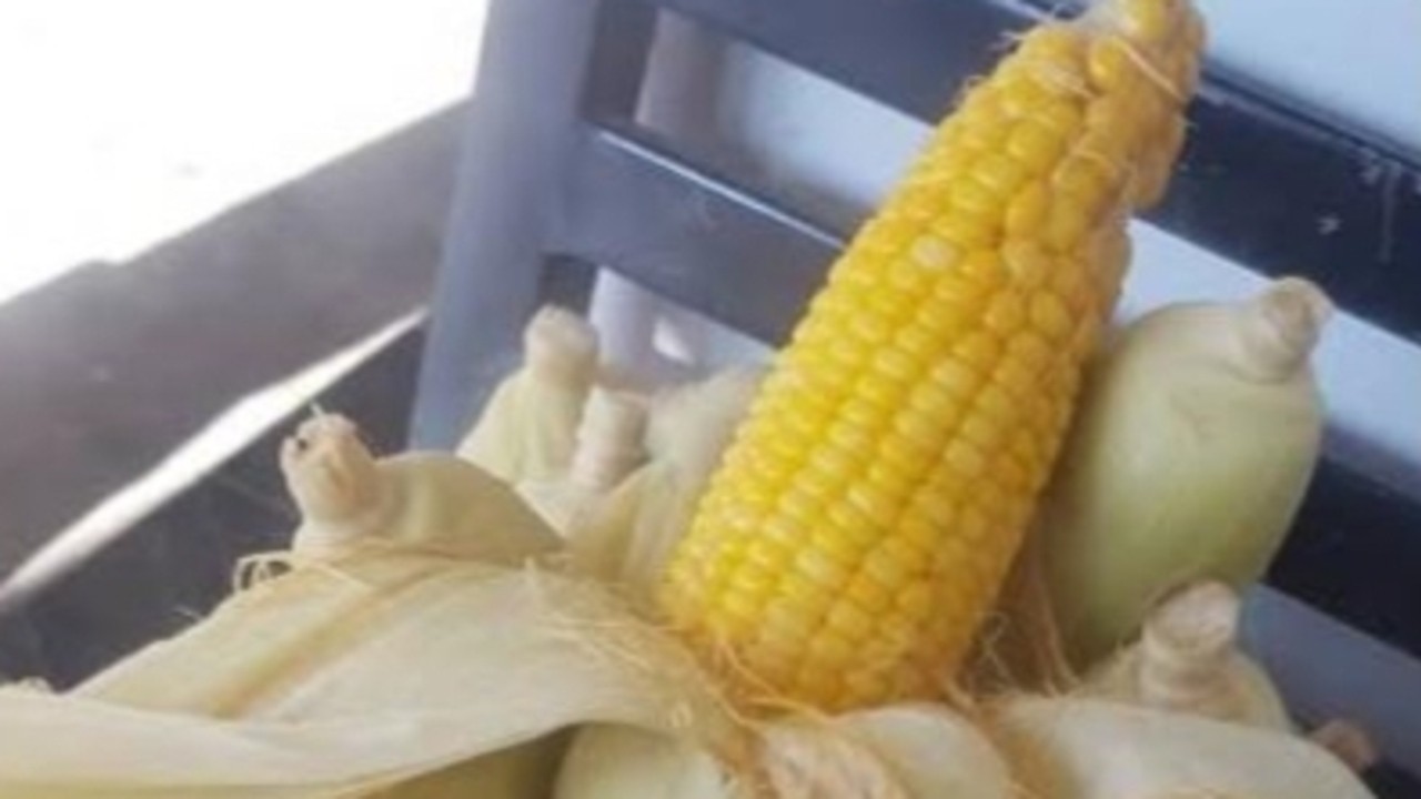 Cara Merebus Jagung agar Empuk dan Manis, Camilan Sehat Favorit Keluarga