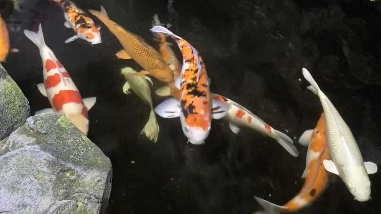 Ikan Koi Makin Digemari, Begini Cara Merawatnya agar Sehat dan Warnanya Tetap Cantik