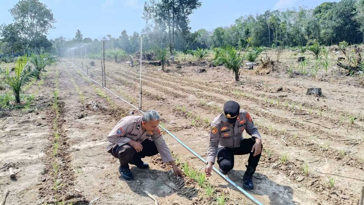 Memasuki Musim Kemarau, Tinjau Perkembangan Lahan Jagung
