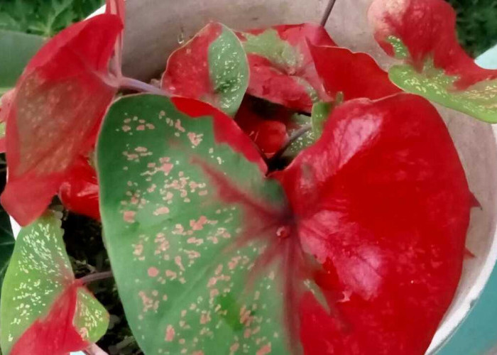 Diburu Saat Trend, Keladi Bukan Sekedar Bunga Hias Namun Punya Fungsi Lain Yang Jarang Diketahui