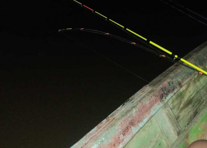 Tips Mancing Patin Liar di Sungai Musi, Ini Rahasia Jitu Para Angler Lokal