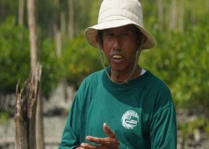 Kisah Masyarakat Pasir Sakti: Dulu Terkikis Abrasi, Kini Tumbuh Mangrove yang Menghidupi