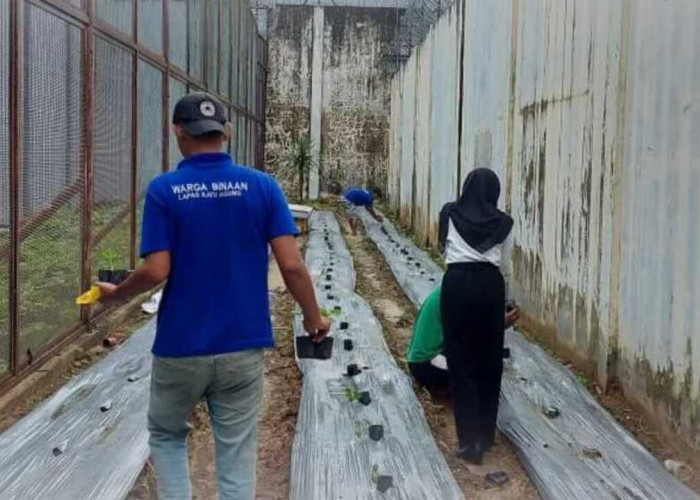 Ramadhan Penuh Makna: Warga Binaan Lapas Kayuagung Berkarya dan Produktif di Lahan SAE 