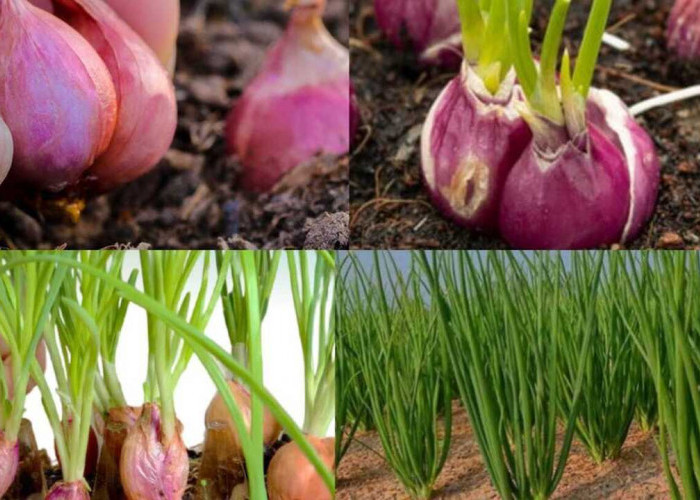 Teknik Mudah Menanam Bawang Merah di Rumah dengan Metode Set