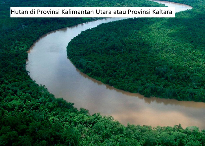 Kelestarian Lingkungan: Perkembangan Pesat Kalimantan Utara dalam Produksi Kayu Hutan dan Rehabilitasi Hutan