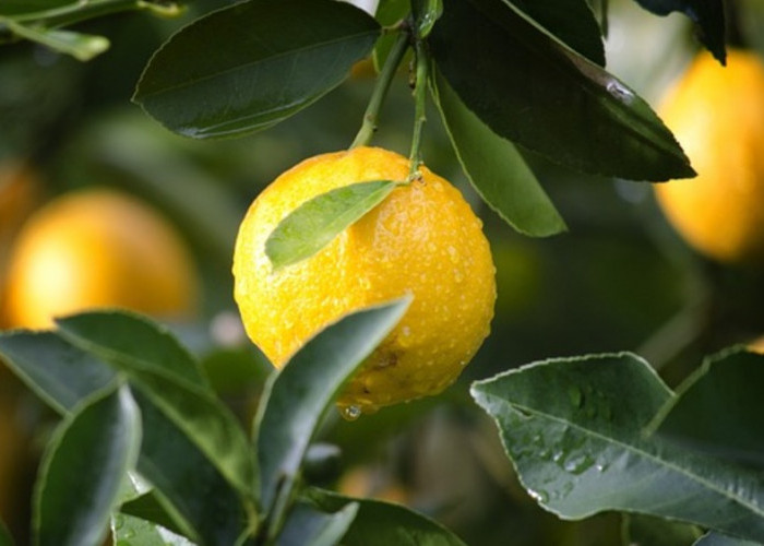 Fakta Unik Buah Lemon: Dari Penanaman Hingga Penciptaan Resep Menggoda