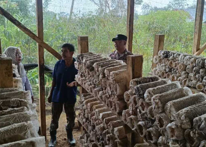 Dorong Ketahanan Pangan Lewat Budidaya Jamur Tiram