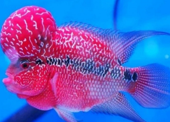 Mengenal 5 Jenis Ikan Louhan Termurah untuk Hobiis Aquascape, Cocok Untuk Pemula