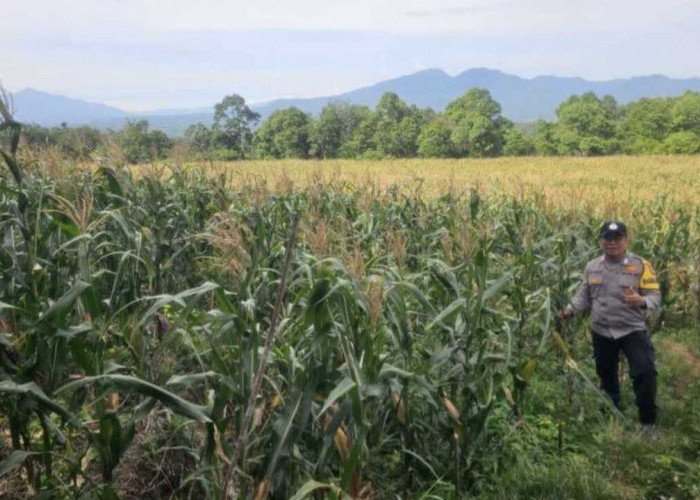 Komoditas Jagung di Pagar Agung Siap Panen
