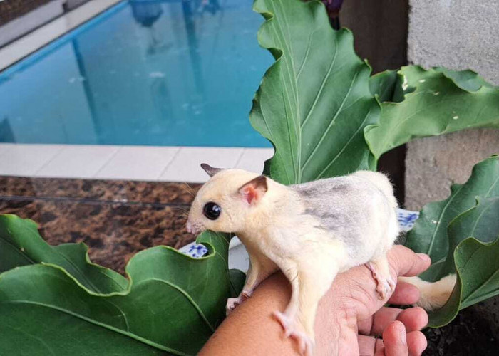 Sugar Glider, Si Kecil Imut yang Disenangi Anak-Anak hingga Dewasa