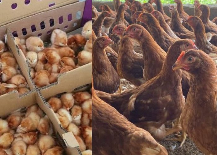 Lebih Untung Ternak Ayam Petelur dari DOC atau Pullet? Simak Perbandingan Lengkap Sebelum Memulai Usaha