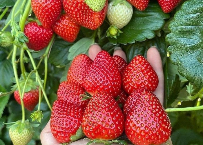 Mampu Cegah Tekanan Darah Tinggi! Ini Manfaat Makan Buah Strawberry Bagi Kesehatan, Yuk Cek Faktanya