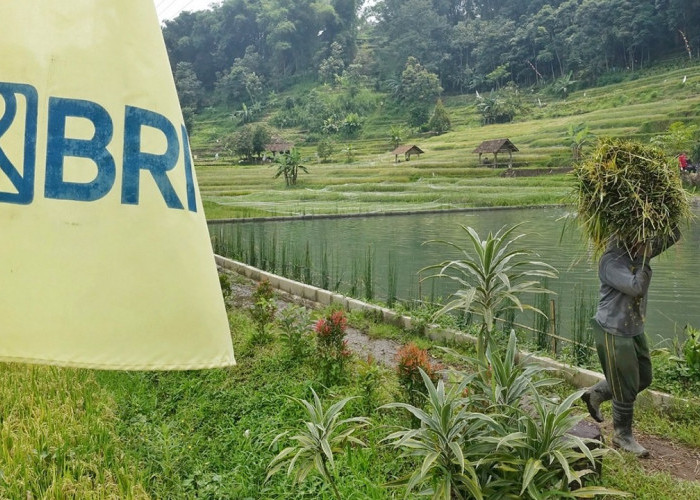 BRI Salurkan KUR Rp83,38 triliun, Pertanian Jadi Motor Utama