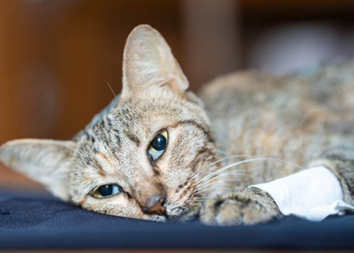 Kucing Anda Diare? Berikut 5 Cara Pengobatan Sederhana dari Rumah