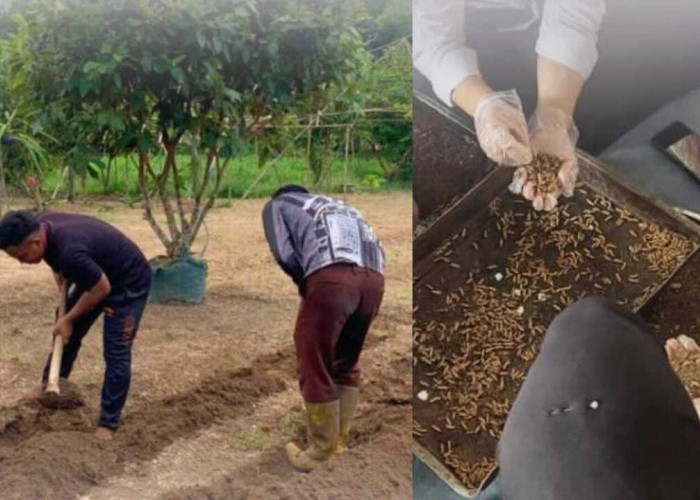 WBP Lapas Kayuagung Aktif Jalani Pembinaan, dari Olah Lahan Hingga Maggot