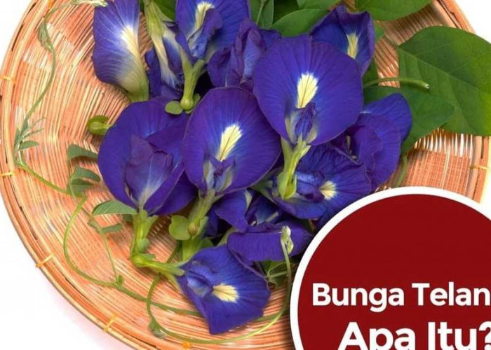 Bunga Telang: Pesona Cantik dan Khasiat Ajaib dalam Budaya dan Kuliner Indonesia