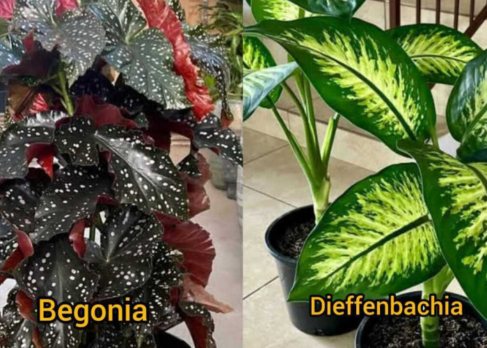 Begonia dan Dieffenbachia, Tanaman Hias Cantik yang Tumbuh Subur di Media Air