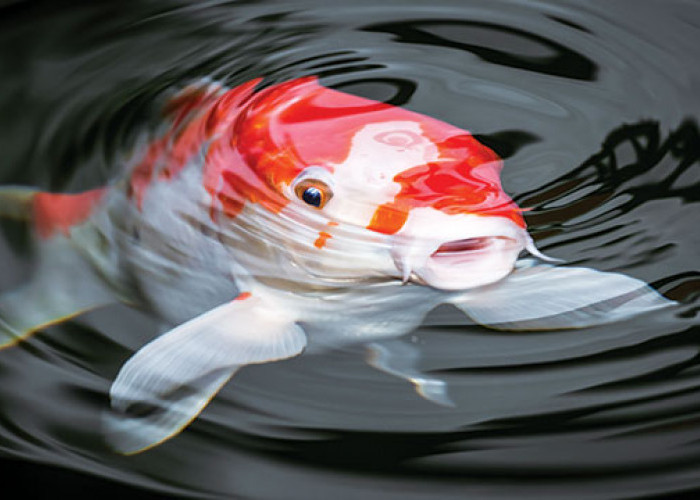 Mitos Dibalik Warna Warni Ikan Koi, Warna Merah Ternyata Menggambarkan Hal Ini..
