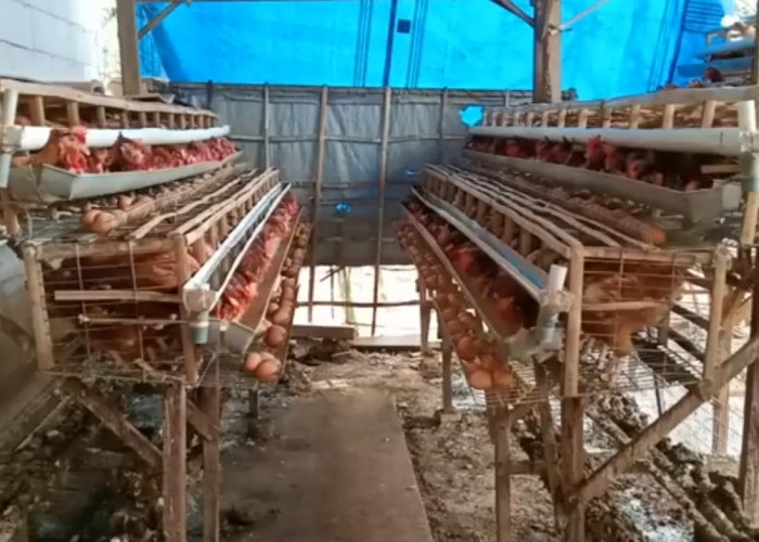 Hal yang Wajib Dipahami Sebelum Ternak Ayam Petelur, Pemilihan Bibit Jadi Kunci Utama