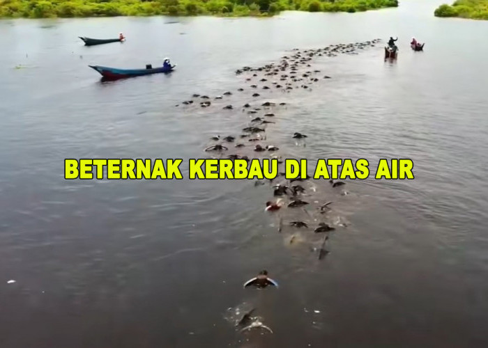 Sisi Unik Desa Tanpa Daratan di Kalimantan: Satu-satunya di Dunia Beternak Kerbau Rawa di Atas Air