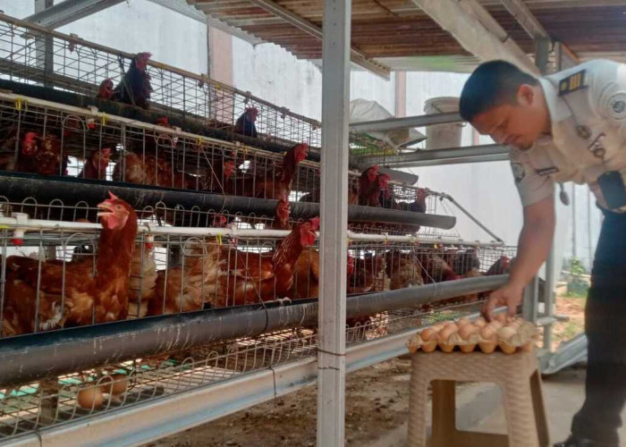 Lapas Muara Enim Hasilkan 1.800 Butir Telur