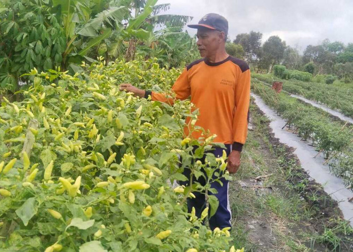 Harga Cabai Melonjak, Petani Ogan Ilir Semakin Semangat Menanam