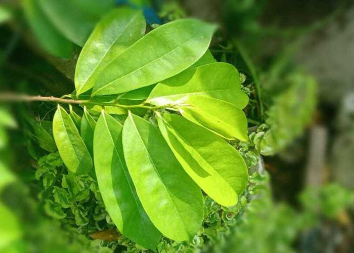 Daun Sirsak Kian Populer, Ini Manfaat dan Cara Konsumsinya untuk Kesehatan