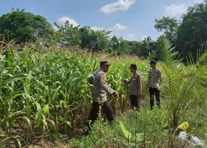 Pastikan Pertumbuhanya Baik, Polsek Pemulutan Tebar Puluk Untuk Tanaman Jagung Unggul