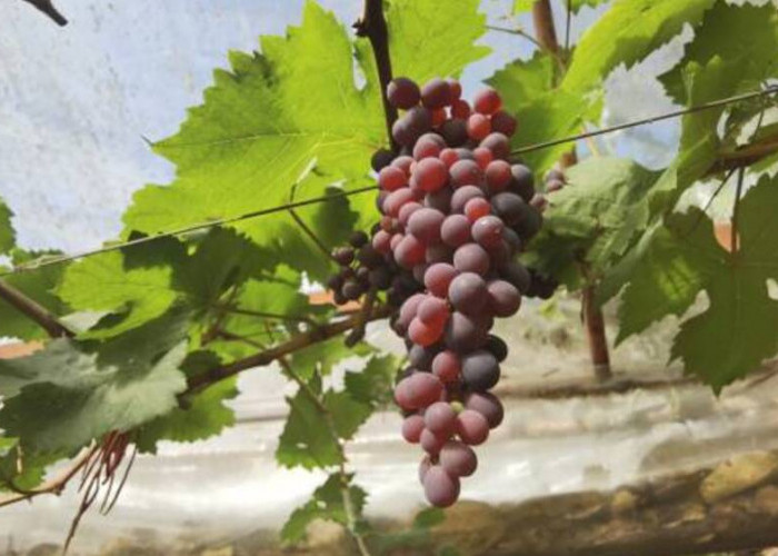 Melibatkan Keajaiban Buah Anggur: Rasa yang Memikat dan Manfaat Kesehatan yang Tak Tertandingi