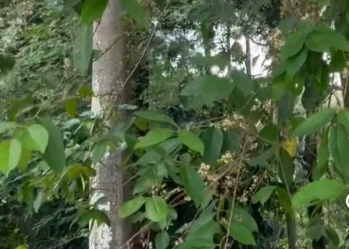 Manfaat Daun Salam untuk Kesehatan dan Rumah Tangga, Solusi Alami Usir Serangga hingga Redakan Stres