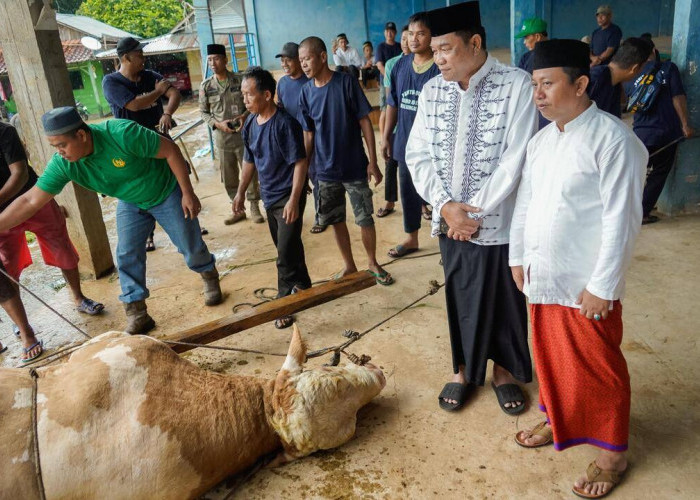 Sapi Qurban Presiden Prabowo Simental Seberat 802,5 Kg