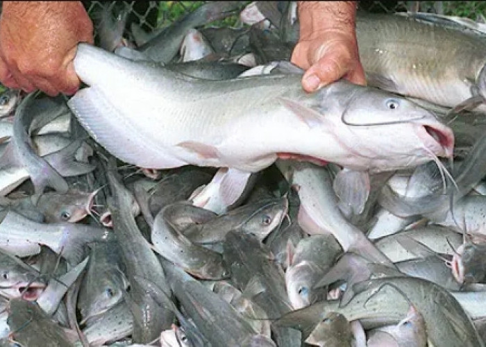 Bukan Hanya Salmon, Ini Daftar Ikan Lokal Kaya OMG-3