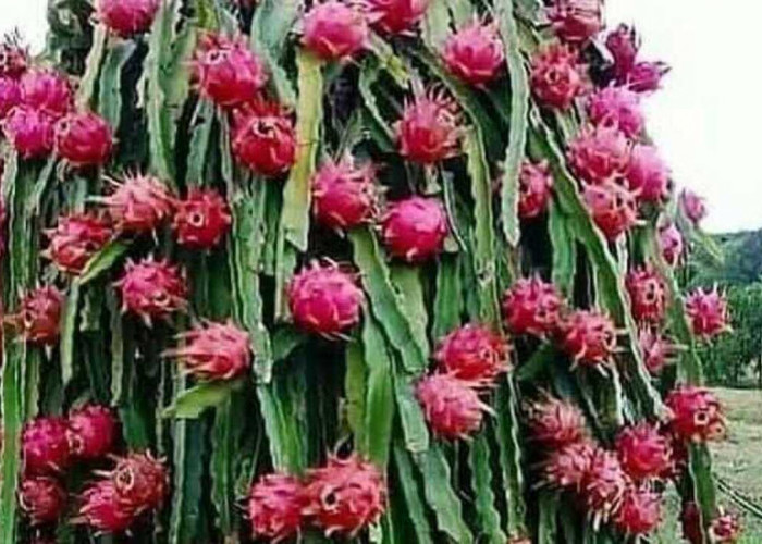 Pohon Buah Naga, Simbol Rezeki dan Harapan yang Tumbuh dari Halaman Rumah