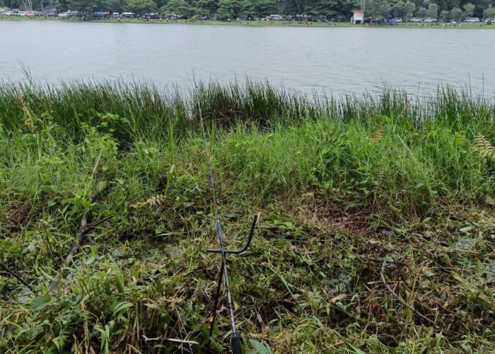 Rahasia Angler: Cara Cepat Menaklukkan Ikan Patin Baru Ditebar