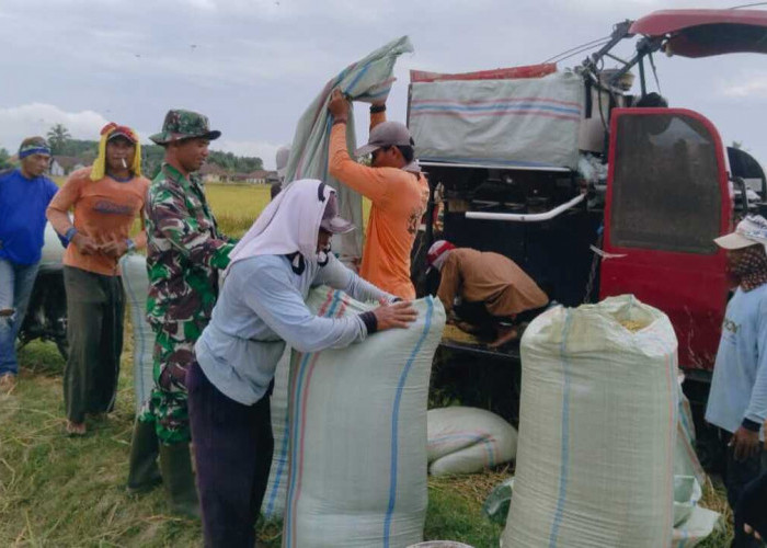 Bulog Serap 18.079 Ton GKP Petani di OKU Raya