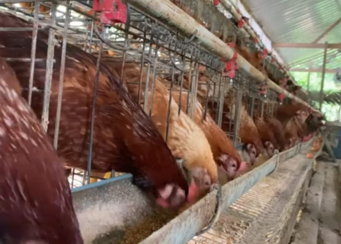 Kesalahan Fatal Peternak Ayam Petelur yang Sering Diabaikan: Manajemen Pasca Panen Telur Jadi Penentu Untung 