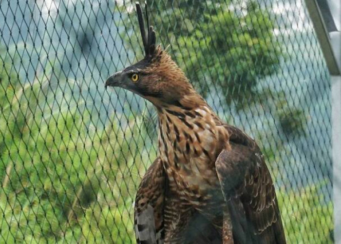8 Spesies Burung Asli Indonesia yang Habitatnya Terancam Punah