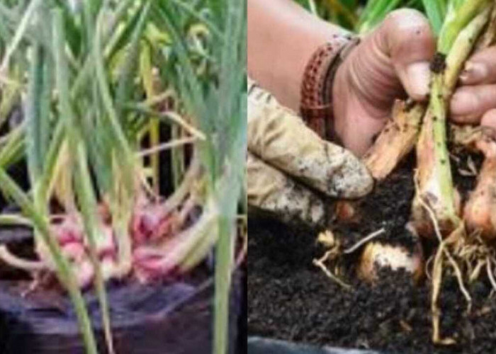 Panduan Praktis Menanam Bawang Merah di Polybag Menggunakan Benih