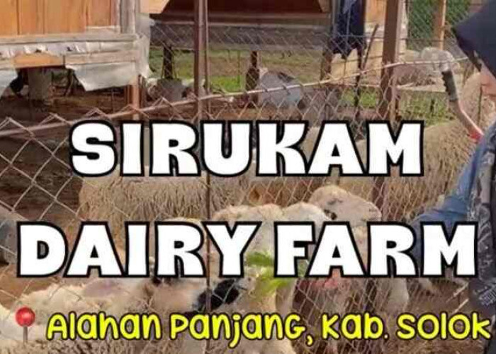 Sirukam Dairy Farm: Wisata Alam Sekaligus Tempat Edukasi Peternakan Bagi Anak di Alahan Panjang, Solok
