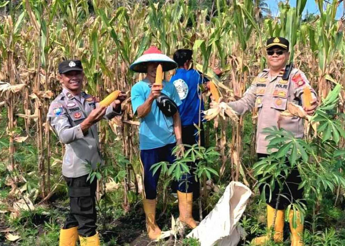 Polres OKU Panen 24 Ton Jagung di Lahan Binaan