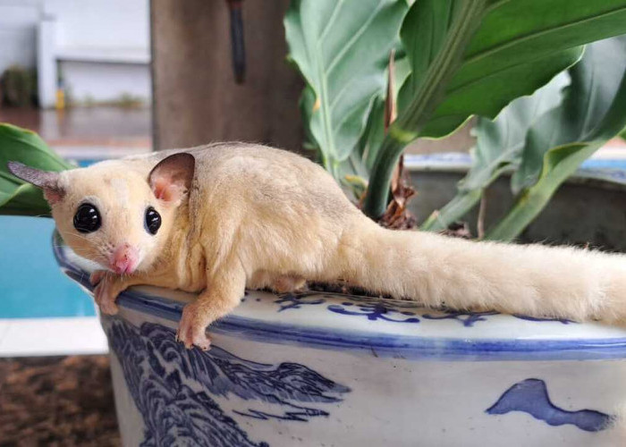 Mengenal Jenis dan Cara Merawat Sugar Glider agar Sehat dan Jinak