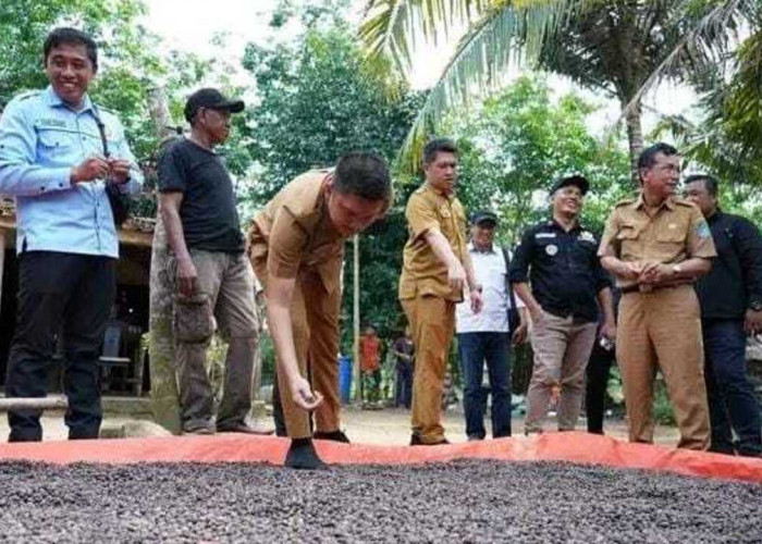 Dikenal Sebagai Sektor Pertanian Karet dan Nanas, Warga Tebedak Ini Justru Kembangkan Tanaman Kopi dan Kakau