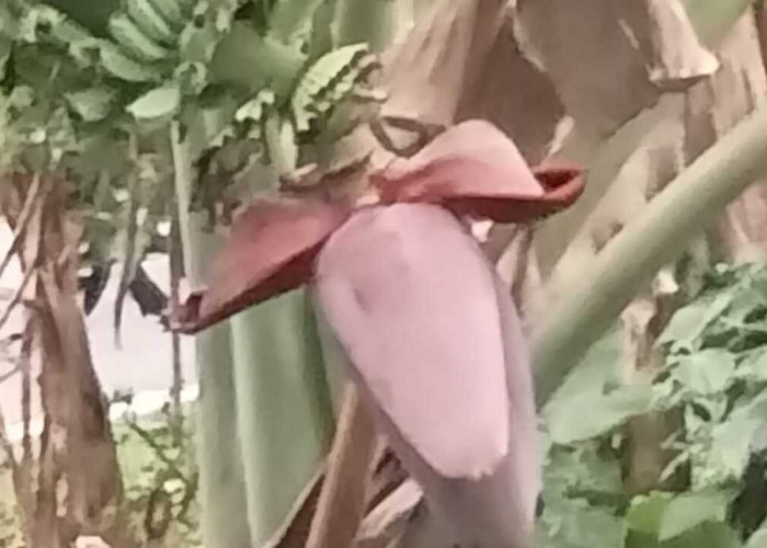 Jantung Pisang Batu: Bahan Pangan Yang Bikin Lidah Bergoyang Juga Menyehatkan Tubuh 