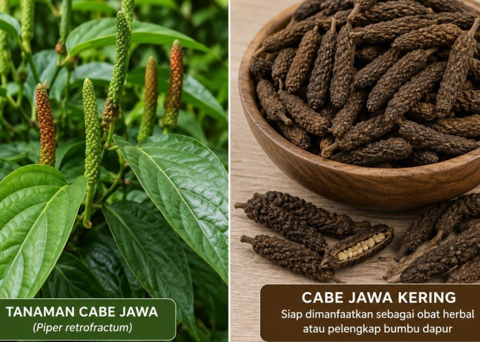 Cabe Jawa Rempah Tradisional dengan Segudang Khasiat, Kaum Adam Wajib Tahu!